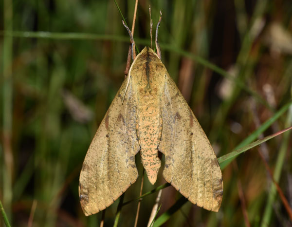 /filer/webapps/moths/media/images/P/piabilis_Platysphinx_AM_Schmit.jpg