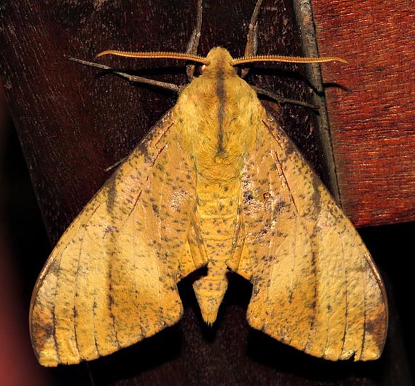/filer/webapps/moths/media/images/P/piabilis_Platysphinx_A_Braun_6.jpg