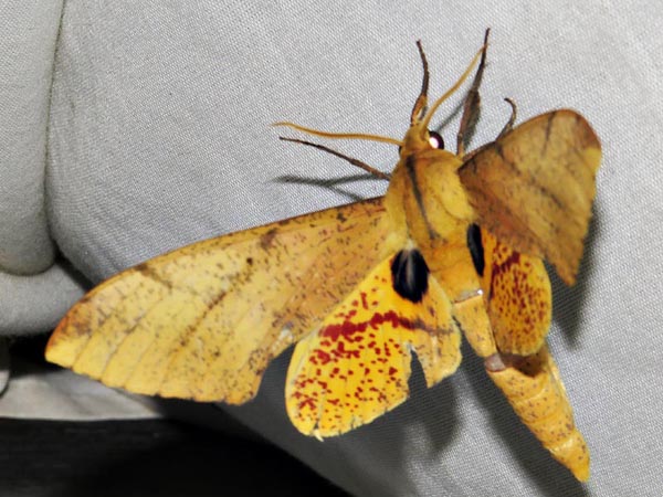 /filer/webapps/moths/media/images/P/piabilis_Platysphinx_A_Braun_7.jpg
