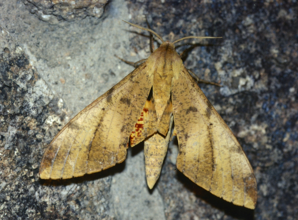 /filer/webapps/moths/media/images/P/piabilis_Platysphinx_A_Roland_01.jpg