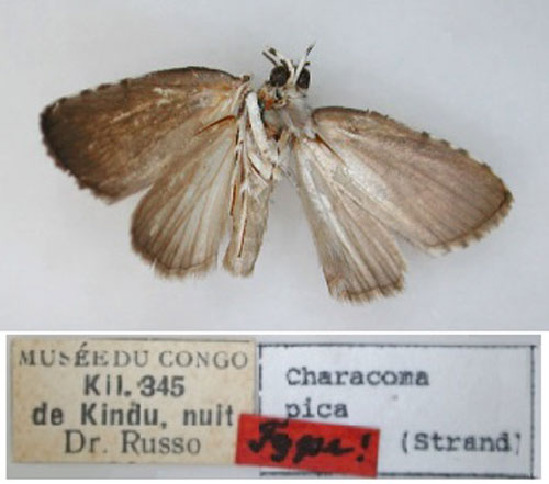 /filer/webapps/moths/media/images/P/pica_Characoma_HT_RMCA_02.jpg