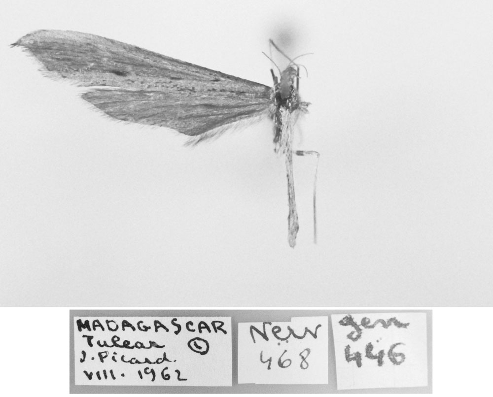 /filer/webapps/moths/media/images/P/picardi_Agdistis_HT_MNHN.jpg