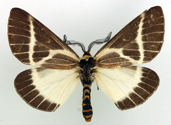 /filer/webapps/moths/media/images/P/picarina_Sabalia_AM_Basquin_02.jpg