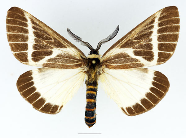 /filer/webapps/moths/media/images/P/picarina_Sabalia_AM_Basquin_03.jpg