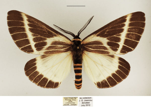 /filer/webapps/moths/media/images/P/picarina_Sabalia_AM_TMSA_01.jpg