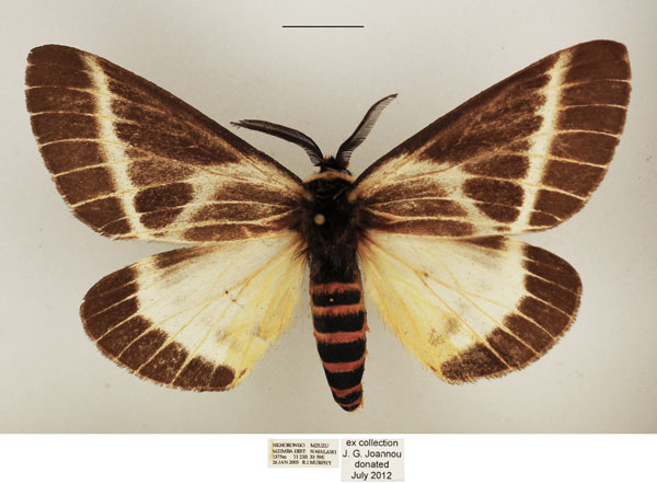 /filer/webapps/moths/media/images/P/picarina_Sabalia_AM_TMSA_02.jpg