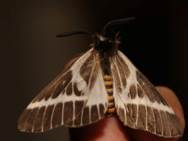 /filer/webapps/moths/media/images/P/picarina_Sabalia_A_Grimm_01.jpg