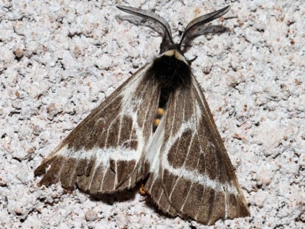 /filer/webapps/moths/media/images/P/picarina_Sabalia_A_Grimm_02.jpg