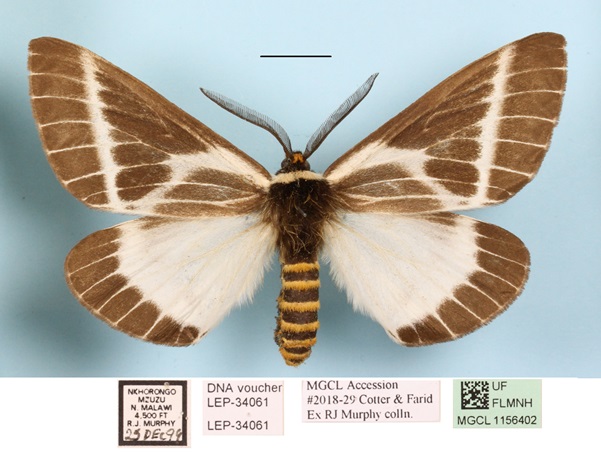 /filer/webapps/moths/media/images/P/picarina_Sabalia_A_MGCLa_01.jpg