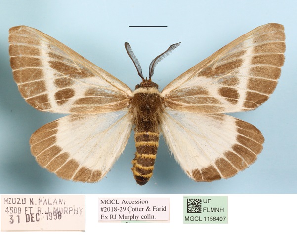 /filer/webapps/moths/media/images/P/picarina_Sabalia_A_MGCLa_02.jpg