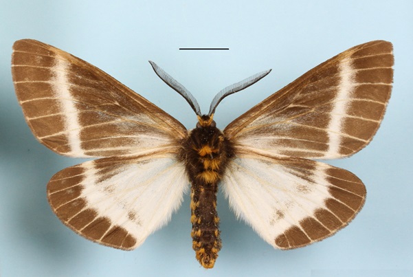 /filer/webapps/moths/media/images/P/picarina_Sabalia_A_MGCLb_01.jpg
