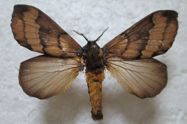 /filer/webapps/moths/media/images/P/picassoi_Sonitha_AF_Stroehle.jpg