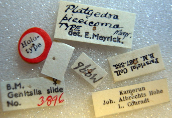 /filer/webapps/moths/media/images/P/piceicoma_Platyedra_HT_BMNHl.jpg