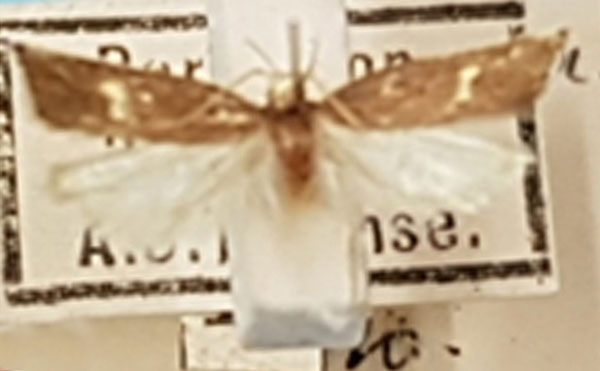 /filer/webapps/moths/media/images/P/picrodora_Lecithocera_LT_TMSA.jpg