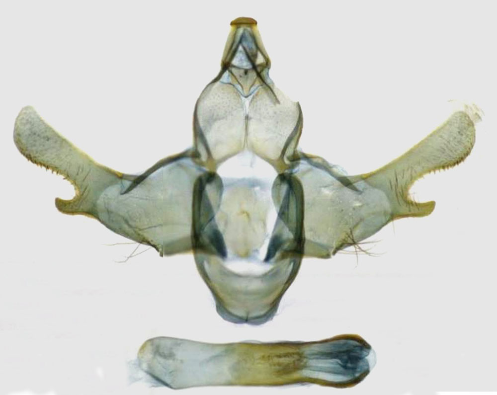 /filer/webapps/moths/media/images/P/picrodora_Plagiocrossa_GM_TMSA_7219.jpg