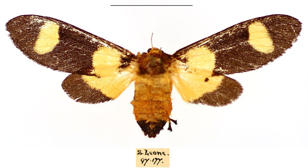 /filer/webapps/moths/media/images/P/picta_Casphalia_AF_BMNH_kalqvKS.jpg