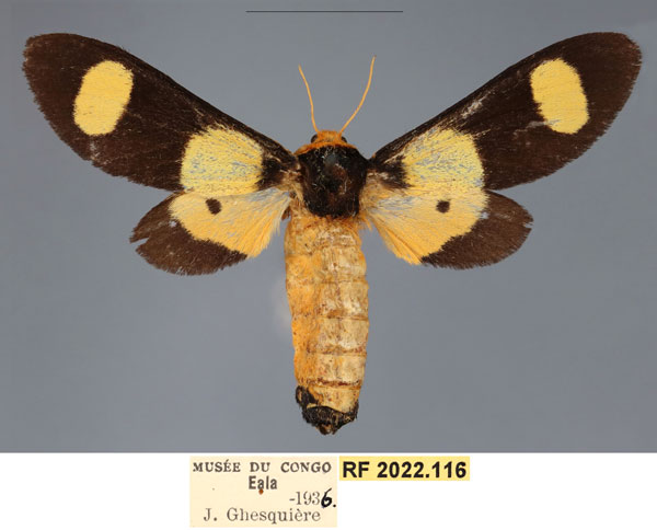 /filer/webapps/moths/media/images/P/picta_Casphalia_AF_RMCA.jpg