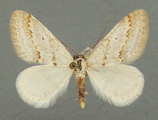 /filer/webapps/moths/media/images/P/picta_Scopula_AM_TMSA_02.jpg