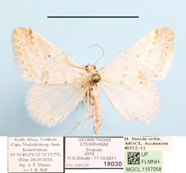 /filer/webapps/moths/media/images/P/picta_Scopula_A_MGCLa_01.JPG