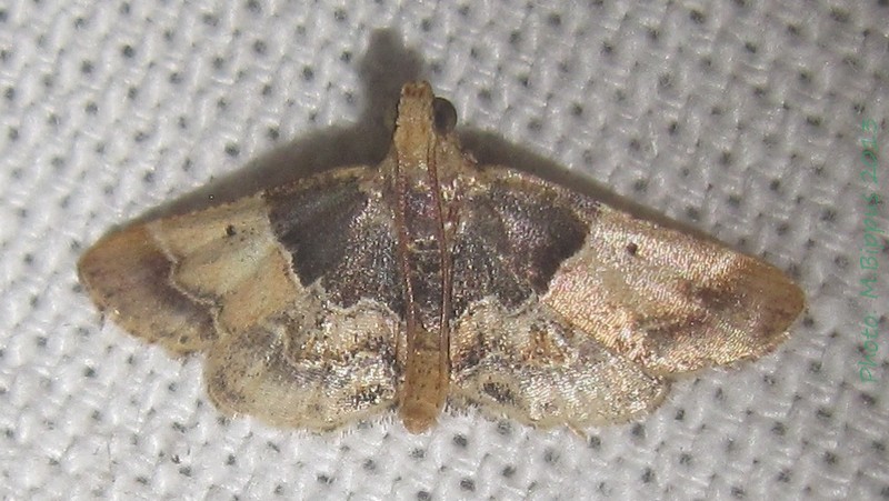 /filer/webapps/moths/media/images/P/pictalis_Pyralis_A_Bippus_01.jpg