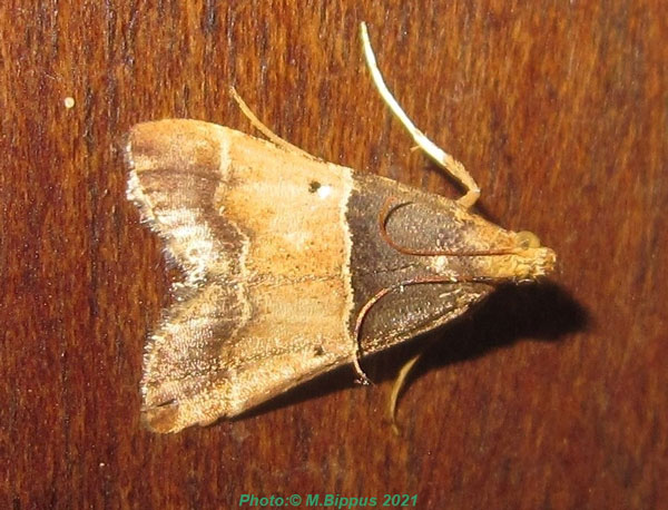 /filer/webapps/moths/media/images/P/pictalis_Pyralis_A_Bippus_02.jpg