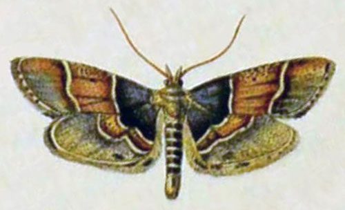 /filer/webapps/moths/media/images/P/pictalis_Pyralis_HT_Curtis-503.jpg