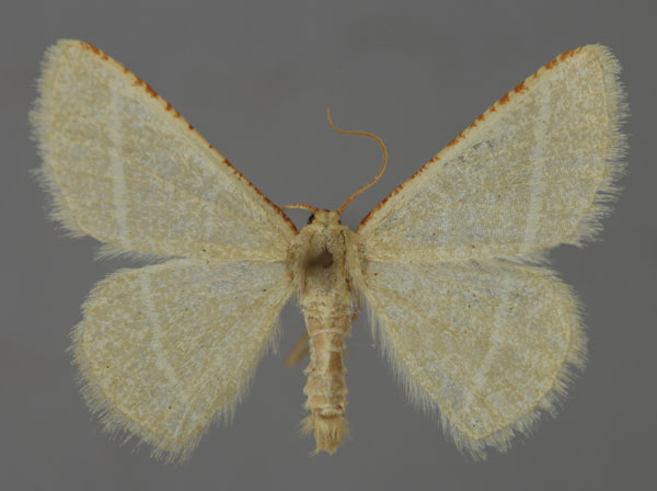 /filer/webapps/moths/media/images/P/picticosta_Neromia_A_ZSM_01.jpg