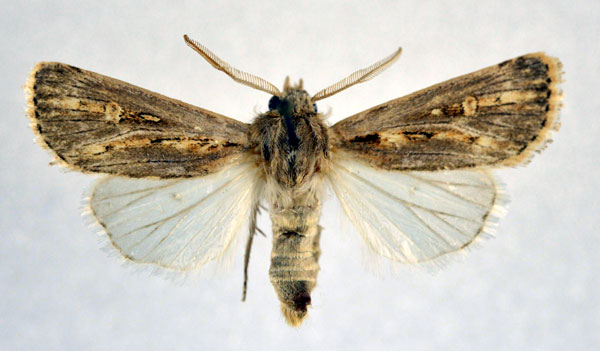 /filer/webapps/moths/media/images/P/pictifascia_Agrotis_AM_NHMO.jpg