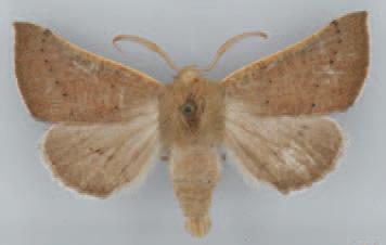 /filer/webapps/moths/media/images/P/pictifimbria_Eutelostolmus_AM_TMSA.jpg