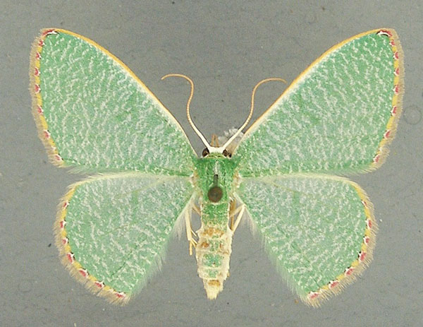 /filer/webapps/moths/media/images/P/pictifimbria_Prasinocyma_AF_TMSA_02.jpg