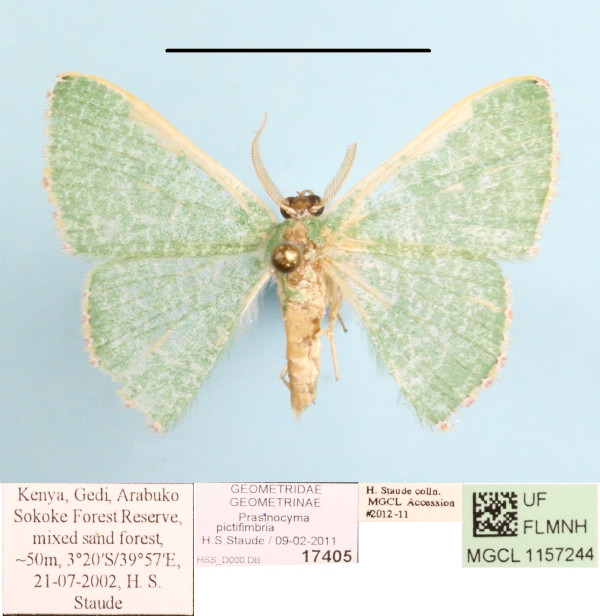 /filer/webapps/moths/media/images/P/pictifimbria_Prasinocyma_A_MGCLa_01.jpg