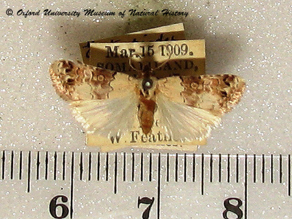 /filer/webapps/moths/media/images/P/pictimargo_Dysacontia_A_OUMNH.jpg