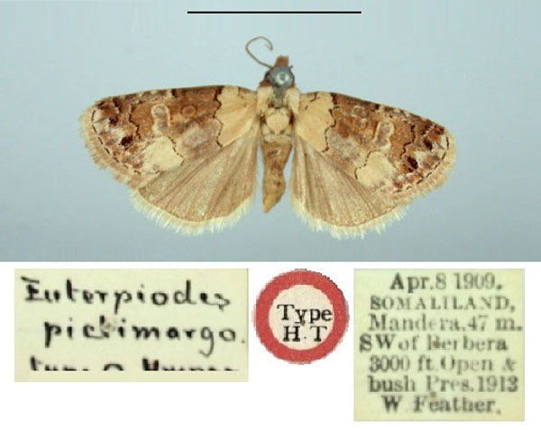 /filer/webapps/moths/media/images/P/pictimargo_Euterpiodes_ST_BMNH.jpg