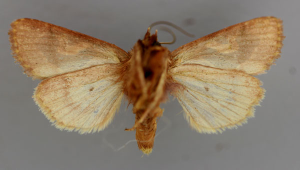 /filer/webapps/moths/media/images/P/pictura_Syrrusis_A_RMCA_02.jpg