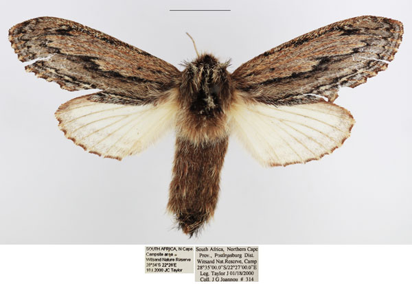 /filer/webapps/moths/media/images/P/picturata_Braura_AF_TMSA_02.jpg