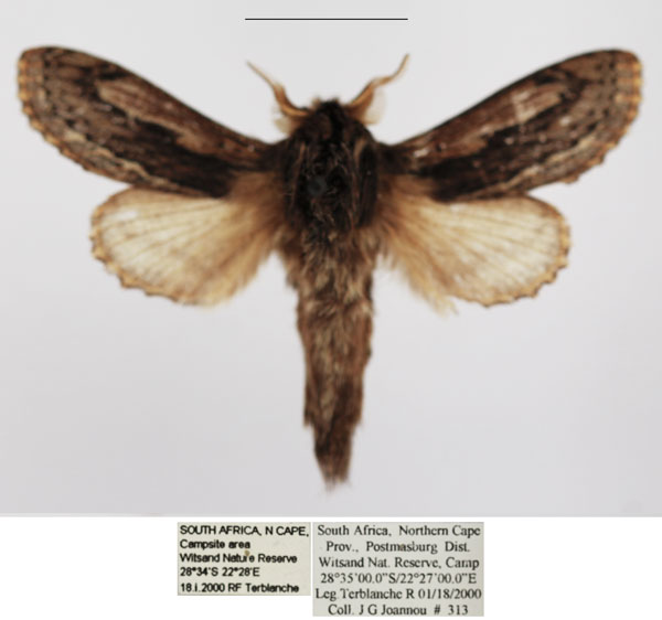 /filer/webapps/moths/media/images/P/picturata_Braura_AM_TMSA_01.jpg