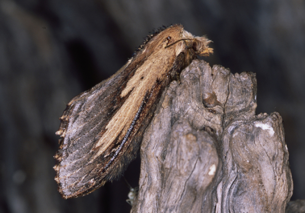 /filer/webapps/moths/media/images/P/picturata_Braura_A_Roland_01.jpg