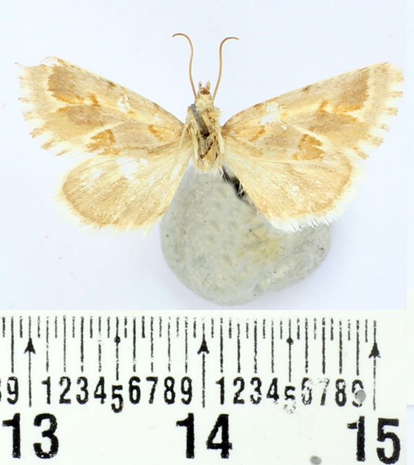 /filer/webapps/moths/media/images/P/picturata_Metopistis_AM_BMNH.jpg