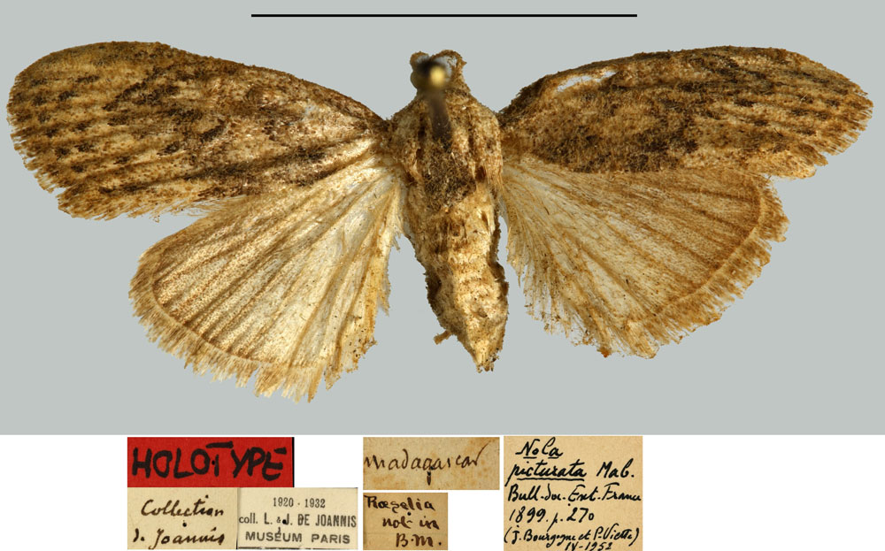 /filer/webapps/moths/media/images/P/picturata_Nola_HT_MNHN.jpg