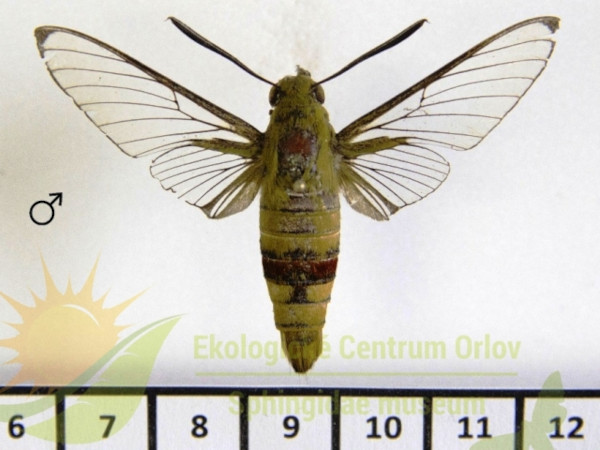 /filer/webapps/moths/media/images/P/picus_Cephonondes_AM_SMCR.jpg