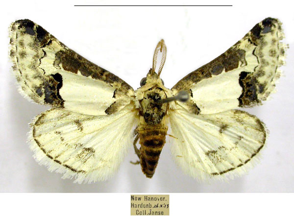 /filer/webapps/moths/media/images/P/pienaari_Euterpiodes_AM_TMSA.jpg