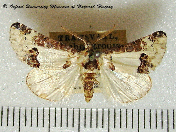 /filer/webapps/moths/media/images/P/pienaari_Euterpiodes_A_OUMNH.jpg