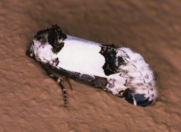 /filer/webapps/moths/media/images/P/pienaari_Euterpiodes_A_Roland_01.jpg