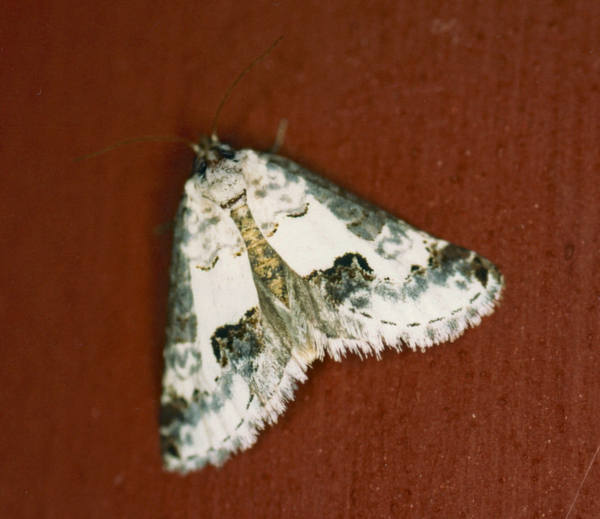 /filer/webapps/moths/media/images/P/pienaari_Euterpiodes_A_Roland_01_wX7qpHr.jpg