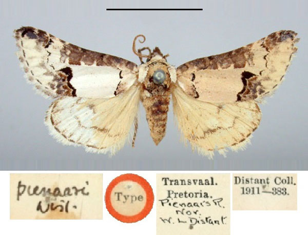 /filer/webapps/moths/media/images/P/pienaari_Megalodes_LT_BMNH.jpg