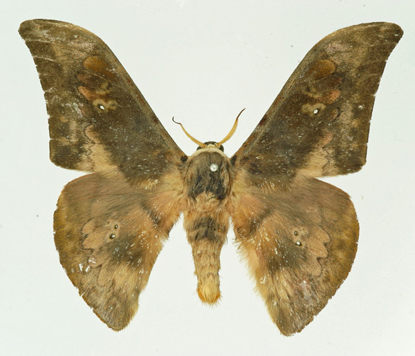 /filer/webapps/moths/media/images/P/piersoni_Orthogonioptilum_AM_Basquin.jpg