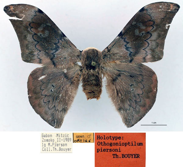 /filer/webapps/moths/media/images/P/piersoni_Orthogonioptilum_HT_RBINS_01.jpg