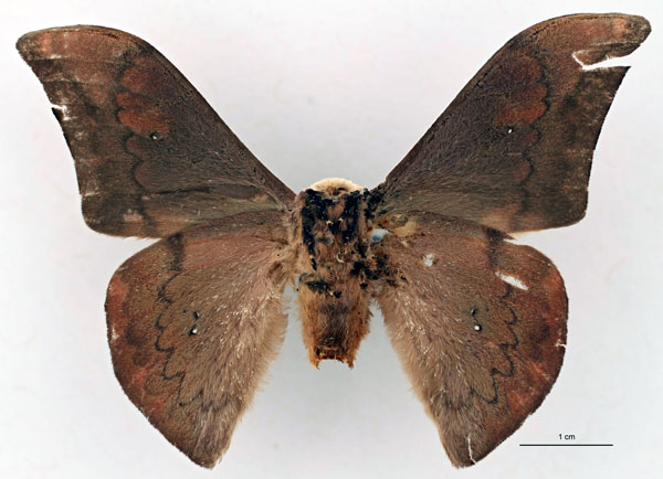/filer/webapps/moths/media/images/P/piersoni_Orthogonioptilum_HT_RBINS_02.jpg