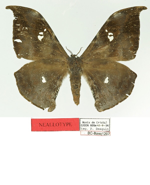 /filer/webapps/moths/media/images/P/piersoni_Orthogonioptilum_NAT_Basquin.jpg