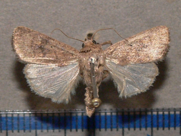 /filer/webapps/moths/media/images/P/pigra_Athetis_A_Goffa_01.JPG